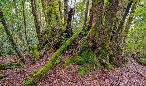 Falcorostrum Loop Walking Track - Attractions Sydney 3