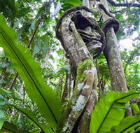 Tamborine Rainforest Skywalk - Attractions Sydney