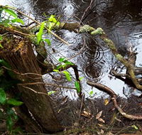 Mogo Bushwalk - Attractions Sydney