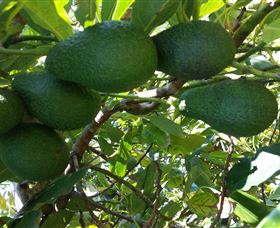 The Avocado Farm - Attractions Sydney 6