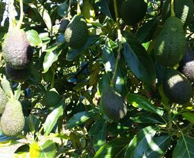 The Avocado Farm - Attractions Sydney 7