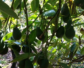 The Avocado Farm - Attractions Sydney 5