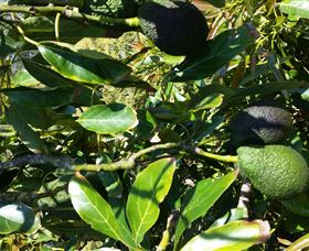 The Avocado Farm - Attractions Sydney 8