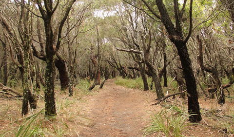Pretty Beach To Snapper Point Walking Track - Attractions Sydney 0