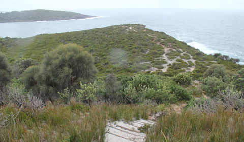 Pretty Beach To Snapper Point Walking Track - Attractions Sydney 2
