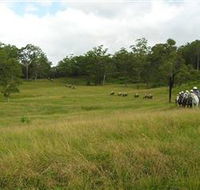 Numinbah Valley Adventure Trails - Attractions Sydney