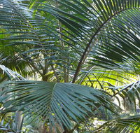 Bangalore Falls walking track - Attractions Sydney