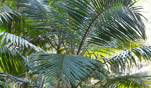 Bangalore Falls Walking Track - Attractions Sydney 0
