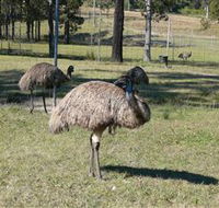 Glen Ian Ostrich and Emu Farm - Attractions Sydney