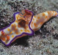 Curtain Artificial Reef Dive Site - Attractions Sydney