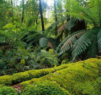 Errinundra National Park - Attractions Sydney