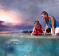 Tangalooma Dolphin Feeding - Attractions Sydney