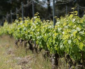 Barton Jones Wines - Attractions Sydney 2