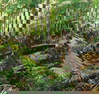 Wollumbin-Mount Warning National Park - Attractions Sydney