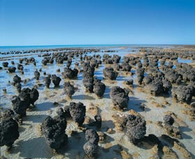 Hamelin Pool Stromatolites - Attractions Sydney 0