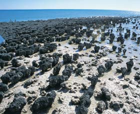 Hamelin Pool Stromatolites - Attractions Sydney 1