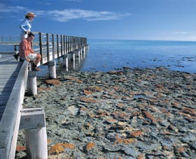 Hamelin Pool Stromatolites - Attractions Sydney 3