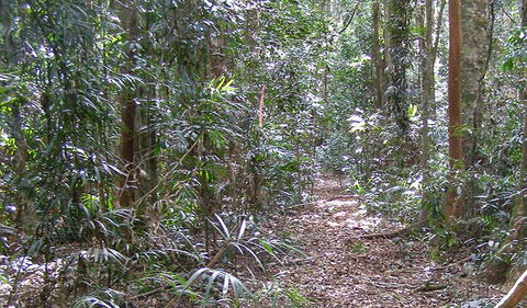Big Scrub Loop Walking Track - Attractions Sydney 0