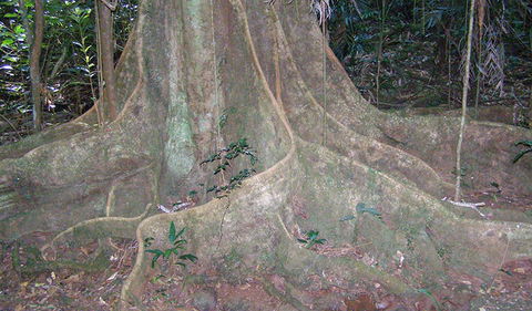 Big Scrub Loop Walking Track - Attractions Sydney 1