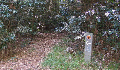 Big Scrub Loop Walking Track - Attractions Sydney 2