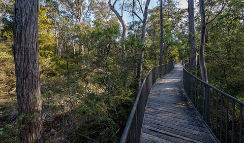 Myanba Gorge Walking Track - Attractions Sydney 1
