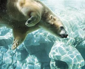 Australia's Sea World - Attractions Sydney 0