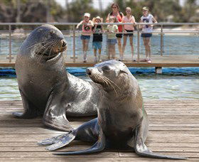 Australia's Sea World - Attractions Sydney 1