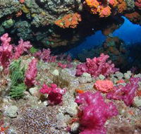 Cherubs Cave Dive Site - Attractions Sydney