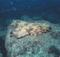 Scottish Prince Dive Site