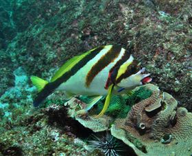 Palm Beach Reef Dive Site - Attractions Sydney 0