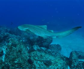 Palm Beach Reef Dive Site - Attractions Sydney 1