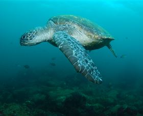 Palm Beach Reef Dive Site - Attractions Sydney 2