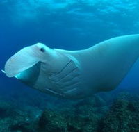 Manta Bommie Dive Site - Attractions Sydney