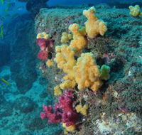 Shag Rock Dive Site - Attractions Sydney
