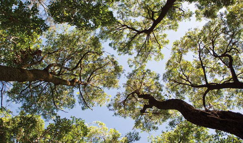 Coffs Coast Regional Park - Attractions Sydney 2