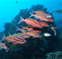 Flat Rock Dive Site - Attractions Sydney
