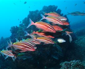 Flat Rock Dive Site - Attractions Sydney 0