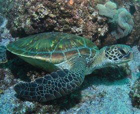 Flat Rock Dive Site - Attractions Sydney 1