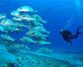 Flat Rock Dive Site - Attractions Sydney 3