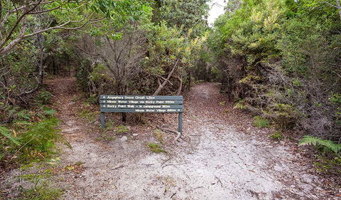 Angophora Grove Walking Track - Attractions Sydney 0