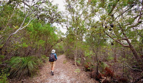 Angophora Grove Walking Track - Attractions Sydney 1