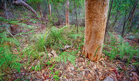 Angophora Grove Walking Track - Attractions Sydney 2