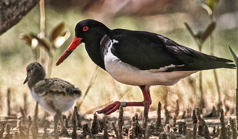 Brunswick Heads Nature Reserve - Attractions Sydney 2