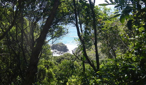 Rainforest Walking Track - Attractions Sydney 0