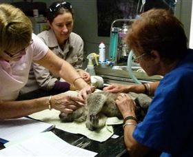 Koala Hospital - Attractions Sydney 2