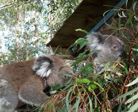Koala Hospital - Attractions Sydney 7