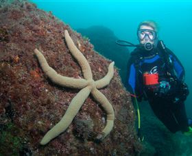 Cook Island Dive Site - Attractions Sydney 0