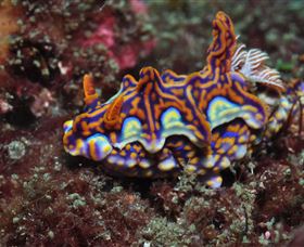 Cook Island Dive Site - Attractions Sydney 1