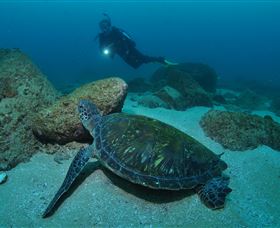 Cook Island Dive Site - Attractions Sydney 2
