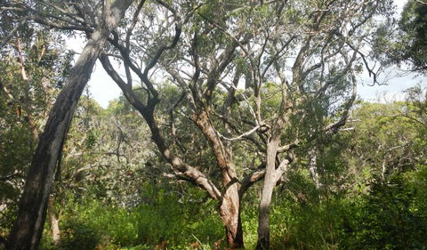 Kinchela Trig Lookout Walk - Attractions Sydney 2